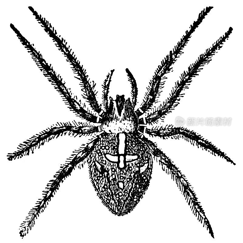 欧洲花园蜘蛛(Araneus Diadematus) - 19世纪